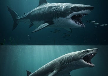 Más grande y alargado: el megalodón no era como creíamos