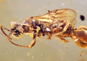 Una avispa parásita que atrapaba a sus huéspedes con el abdomen, preservada en ámbar casi 100 millones de años