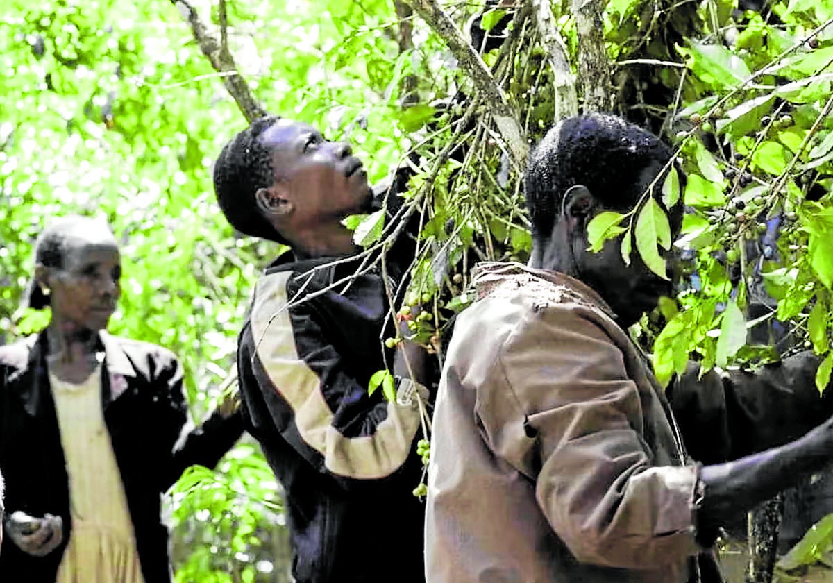 Familias cosechan granos de café en una pequeña finca en Yirgacheffe, Etiopía