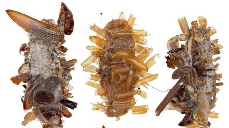 Descubren una oruga carnívora que se 'disfraza' con las partes no comestibles de cadáveres