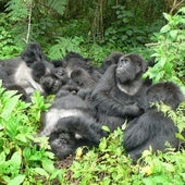 Una familia de gorilas de montaña descansa junta en el Parque Nacional de los Volcanes, Ruanda