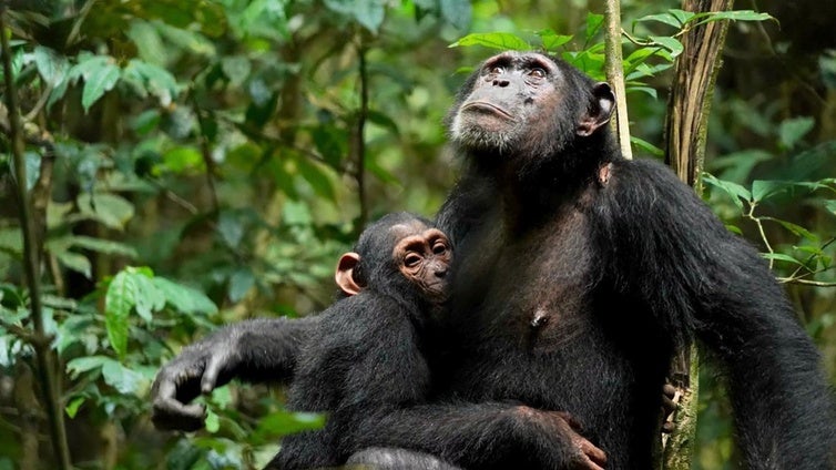 Los chimpancés no tienen 'mommy issues': crecen sin grandes traumas causados por madres tóxicas