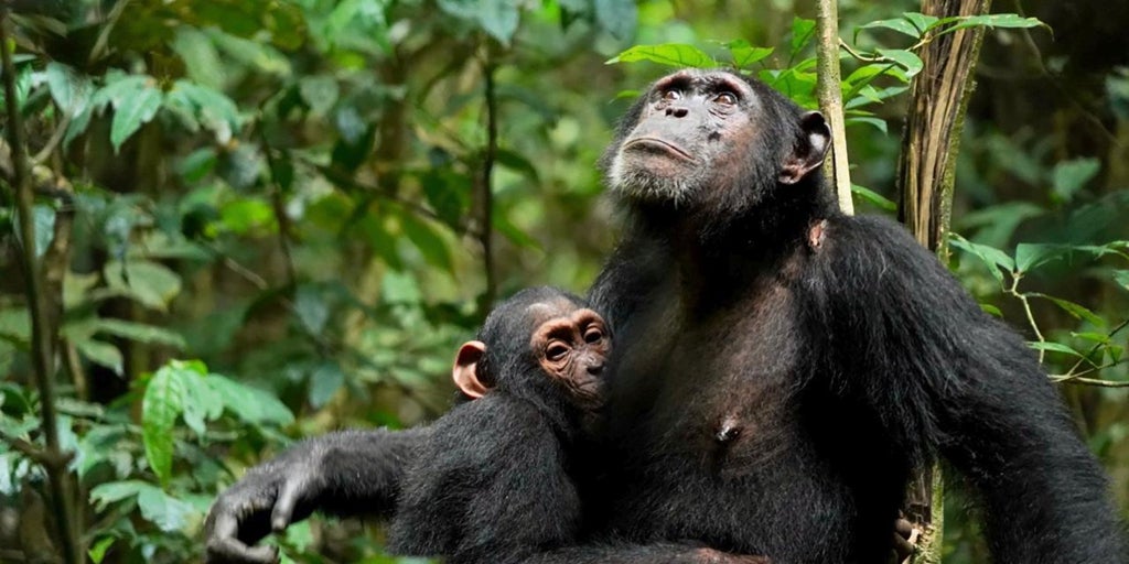 Los chimpancés no tienen 'mommy issues': crecen sin grandes traumas causados por madres tóxicas