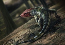 Revolución en la paleontología: la vida abandonó los mares 35 millones de años antes de lo que se creía