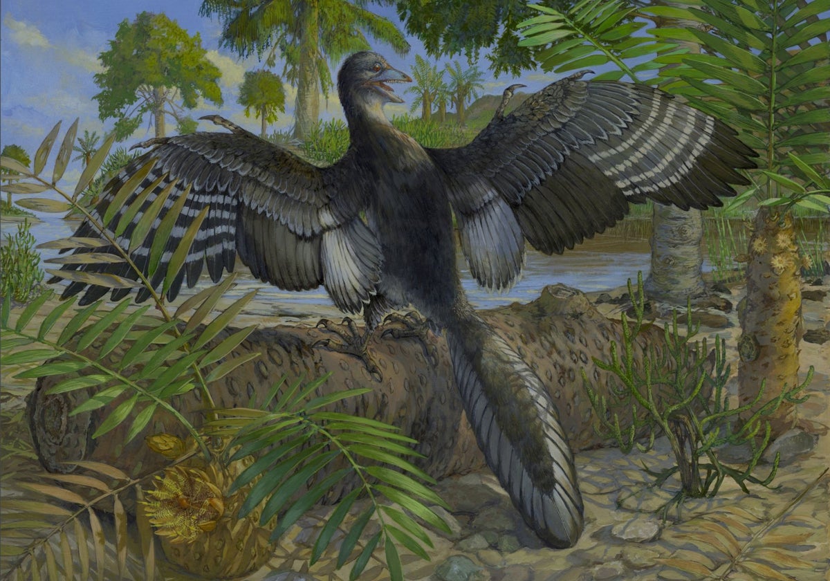 Ilustración que muestra al Archaeopteryx en vida, incluidas sus plumas terciarias que lo habrían ayudado a volar