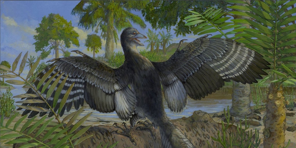 Confirman que Archaeopteryx, el ave más antigua,  ya alzaba el vuelo