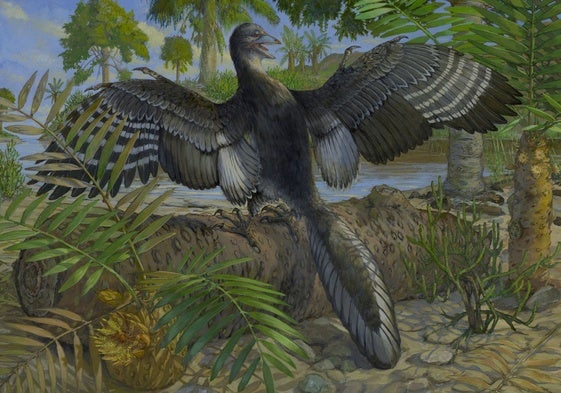 Ilustración que muestra al Archaeopteryx en vida, incluidas sus plumas terciarias que lo habrían ayudado a volar
