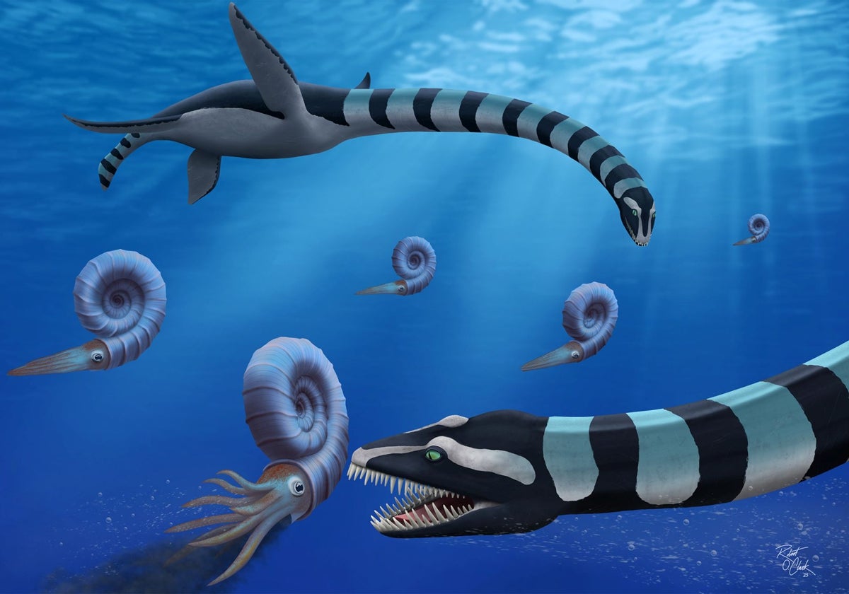 Dos individuos de Traskasaura sandrae cazan al amonite Pachydiscus en el Pacífico norte durante el Cretácico Superior