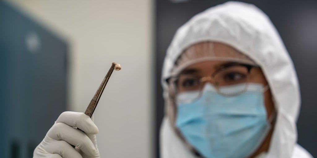 La mortífera bacteria de la peste redujo su virulencia para aniquilar a gran parte de la humanidad