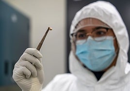 La mortífera bacteria de la peste redujo su virulencia para aniquilar a gran parte de la humanidad