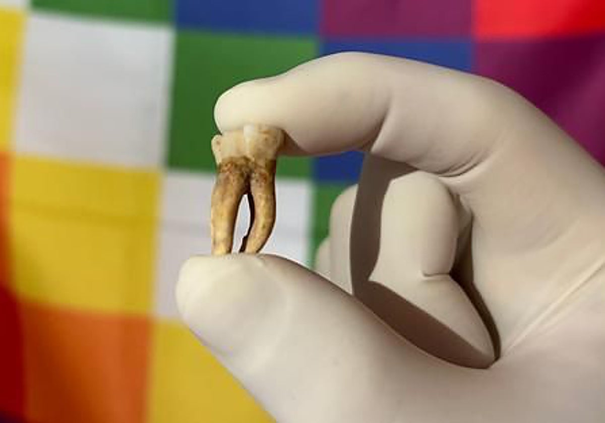 De este tipo de muestras los investigadores extrajeron el ADN necesario para su estudio. Al fondo, una bandera de wiphala que representa a las comunidades indígenas de América del Sur