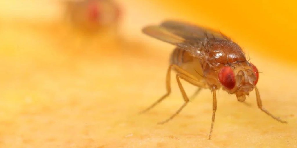 Modifican genes de las moscas de la fruta para hacerlas adictas a la cocaína
