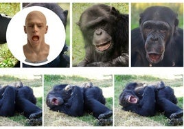El androide (en el círculo) y la reacción de los chimpancés, que bostezan y se echan a dormir