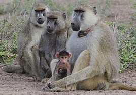 Una buena relación padre e hija tiene ventajas y alarga la vida