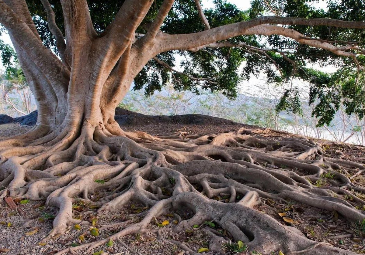Descubren una inesperada red 'secreta' y superprofunda de raíces en las plantas