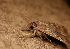 Las polillas utilizan las estrellas como brújula para orientarse durante sus migraciones de hasta mil kilómetros