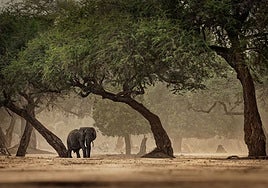 La humanidad se 'entrenó' en distintos hábitats antes de poder salir de África