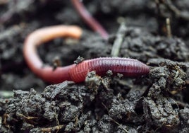 Las humildes lombrices de tierra guardaban un secreto que puede cambiar nuestras ideas sobre la evolución