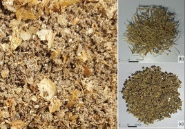 Restos de peces del fondo de un tanque de Adro Vello antes del procesamiento (a), y después del procesamiento clasificados en espinas de pescado (b) y vértebras (c)