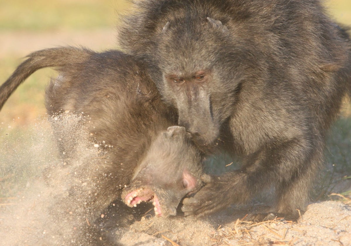 Dos babuinos chacma en una pelea; el macho a la derecha ataca a una hembra. En esta especie, los machos son el doble de grandes que las hembras, y estos últimos dominan a las hembras