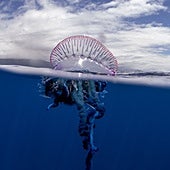 Decenas de tentáculos y hasta diez metros de longitud: así es la carabela portuguesa que llega a las costas españolas