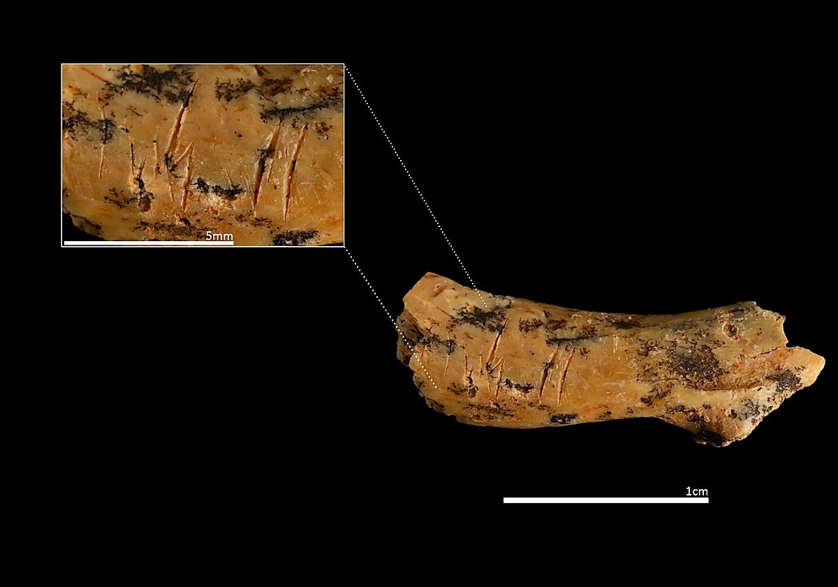 Axis infantil de Homo antecessor con marcas de corte recuperado durante la última campaña en Atapuerca