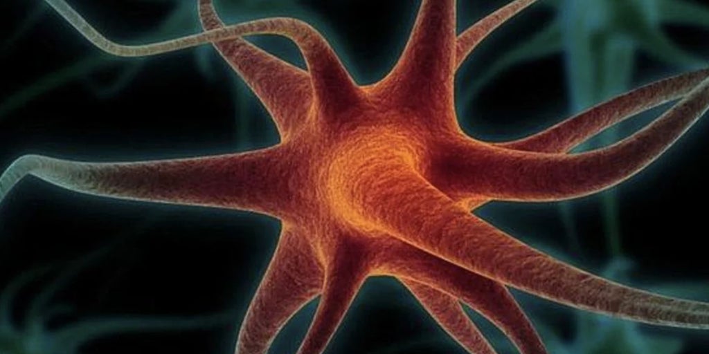 Los 'mapas' que hace el cerebro no se almacenan, sino que 'fluyen' entre las neuronas y se actualizan constantemente