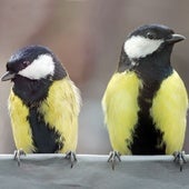 Carboneros, las aves que se divorcian y dan señales de la ruptura con meses de antelación: no se quieren ni ver