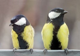 Carboneros, las aves que se divorcian y dan señales de la ruptura con meses de antelación: no se quieren ni ver