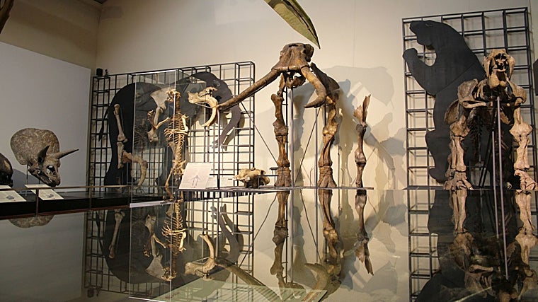 Fósiles expuestos en el MNCN