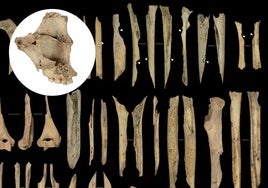 Canibalismo en Atapuerca: once personas, incluidos niños, fueron despellejados y comidos por sus vecinos hace 5.700 años