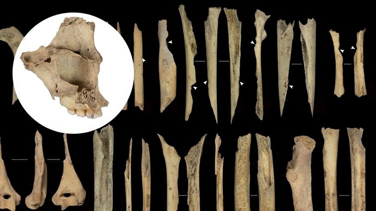 Canibalismo en Atapuerca: once personas, incluidos niños, fueron despellejados y comidos por sus vecinos hace 5.700 años