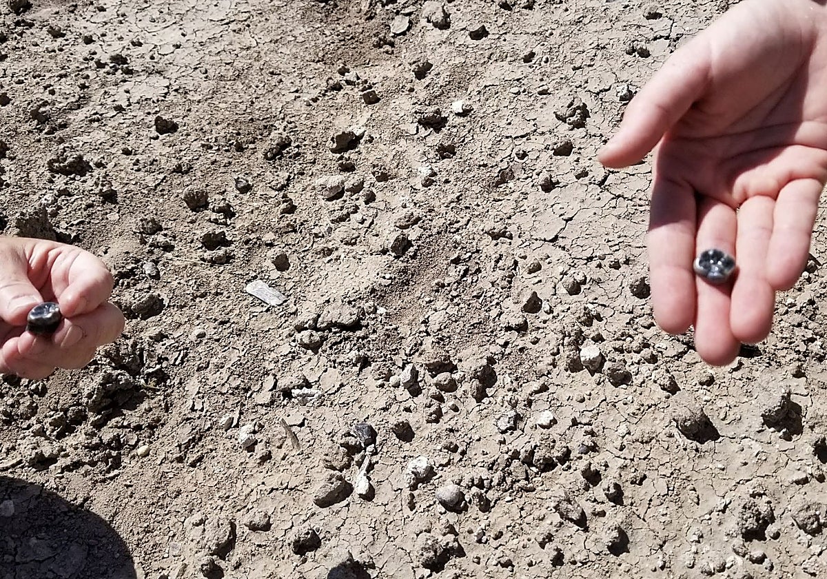 Algunos de los dientes, en el lugar en que fueron descubiertos