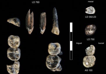 El hallazgo de una especie desconocida cambia la historia de la evolución humana