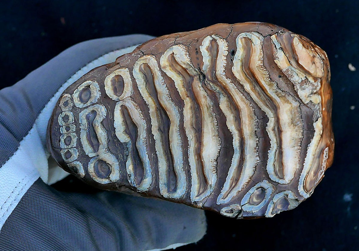 Un investigador muestra de dónde se obtuvo ADN microbiano conservado en restos de mamut lanudos de hace más de un millón de años