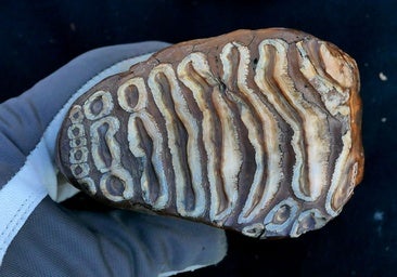 El más antiguo del mundo: hallan ADN microbiano conservado en los restos de un mamut de hace más de un millón de años