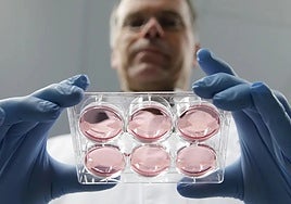 Las dudas científicas a las alternativas a la carne: menos sanas, más caras y riesgo de alergias