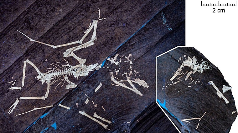 La cría de tiranosaurio Lucky II revela, bajo la luz ultravioleta, una fractura en una de sus alas, igual que sucede con el otro individuo, Lucky