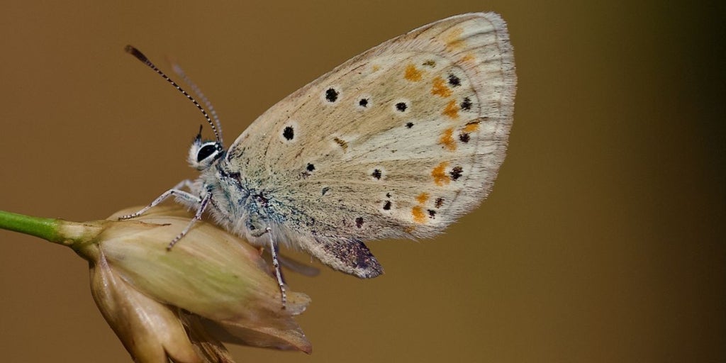 La Niña del Atlas, la mariposa que se rompió en 200 pedazos y sobrevivió