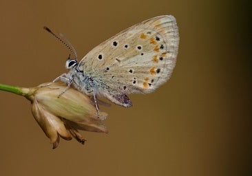 La Niña del Atlas, la mariposa que se rompió en 200 pedazos y sobrevivió