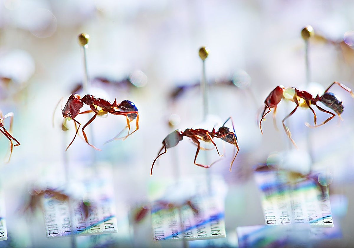 Hormigas de la colección de un museo en las islas Fiji que formaron parte de la investigación