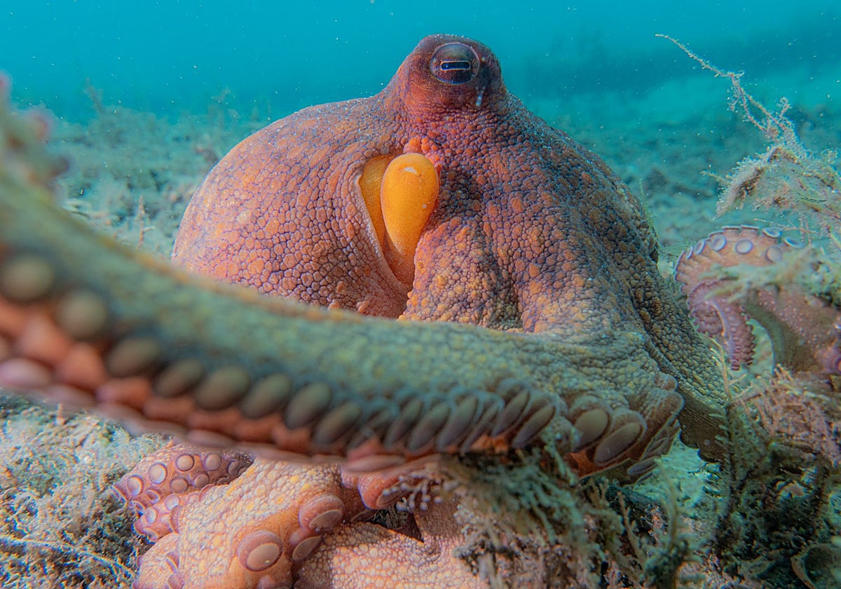 En la foto, Octopus americanus (pulpo común) del sur de Florida
