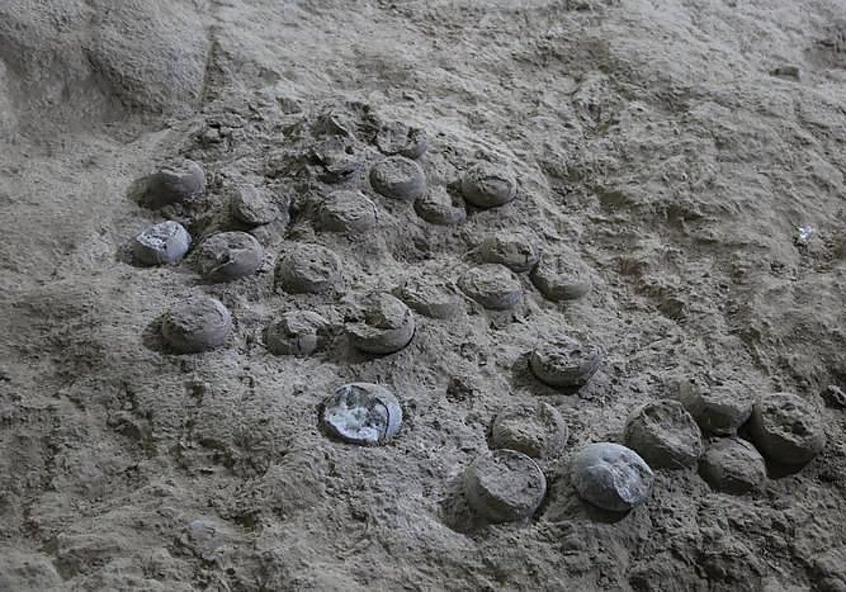 Nidada de huevos de dinosaurio de la que se extrajo uno para hacer una datación precisa
