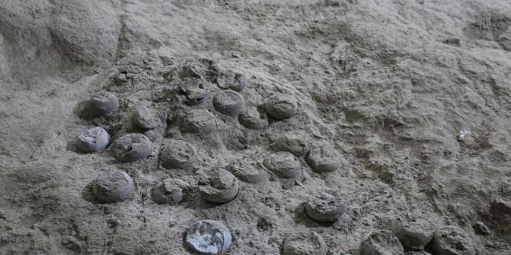 Un 'reloj atómico' interno permite, por primera vez, la datación precisa de huevos de dinosaurio