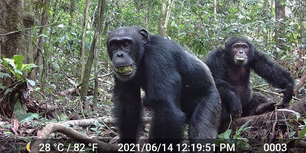 Los chimpancés beben el alcohol equivalente a al menos dos cervezas diarias