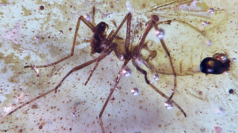 Un mosquito, con todo detalle