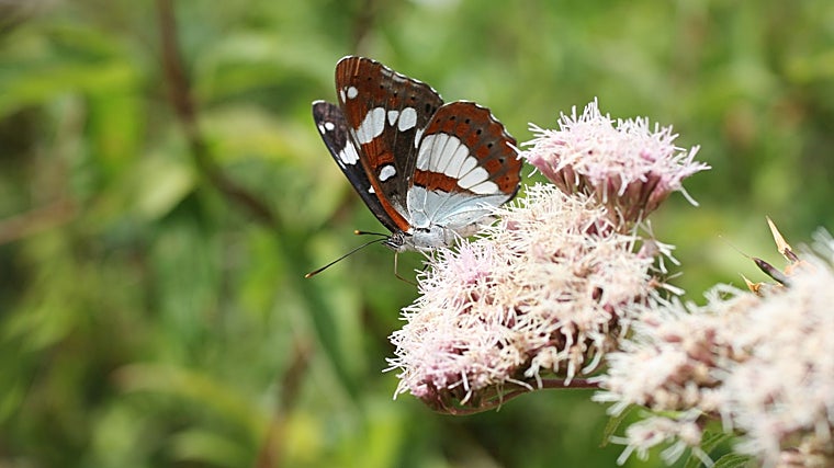 Almirante blanco del sur sobre cáñamo-agrimonia