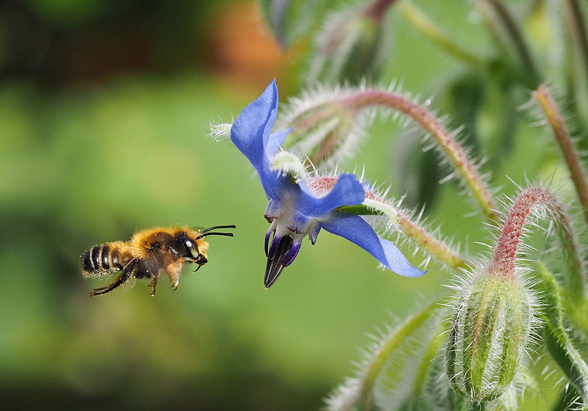 Una abeja cortadora de hojas visitando una borraja