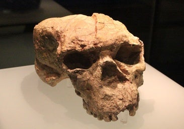 Descubren al miembro más antiguo del linaje de los denisovanos