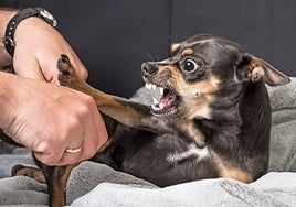 Un estudio con 4.500 perros confirma que los cachorros abandonados son más agresivos y miedosos cuando son adultos